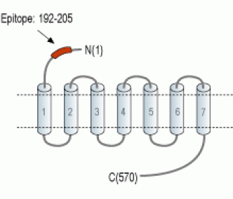 Frizzled-2/FZD2 (extracellular) Blocking Peptide