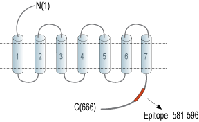Anti-Frizzled-3 (FZD3) Antibody
