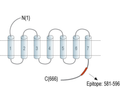 Frizzled-3 (FZD3) Blocking Peptide