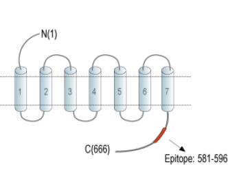 Frizzled-3 (FZD3) Blocking Peptide