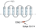 Anti-GPR43/FFAR2 Antibody