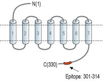 Anti-GPR43/FFAR2 Antibody