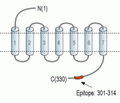 GPR43/FFAR2 Blocking Peptide