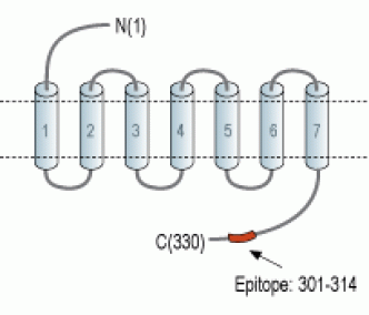 GPR43/FFAR2 Blocking Peptide