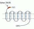 Frizzled-1/FZD1 (extracellular) Blocking Peptide