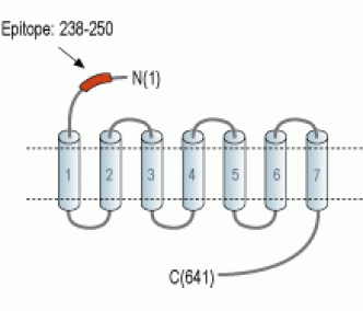 Frizzled-1/FZD1 (extracellular) Blocking Peptide