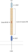 Anti-LRRC33 (extracellular) Antibody