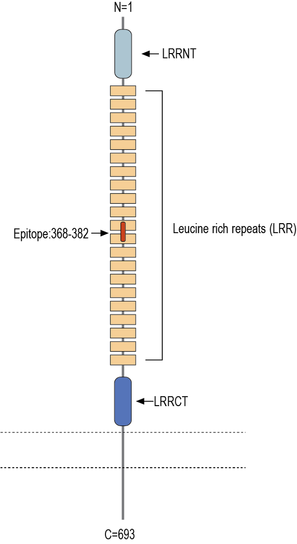 Anti-LRRC33 (extracellular) Antibody