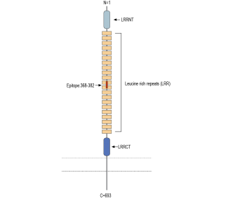 LRRC33 (extracellular) Blocking Peptide