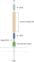 Anti-FLRT3 (extracellular) Antibody