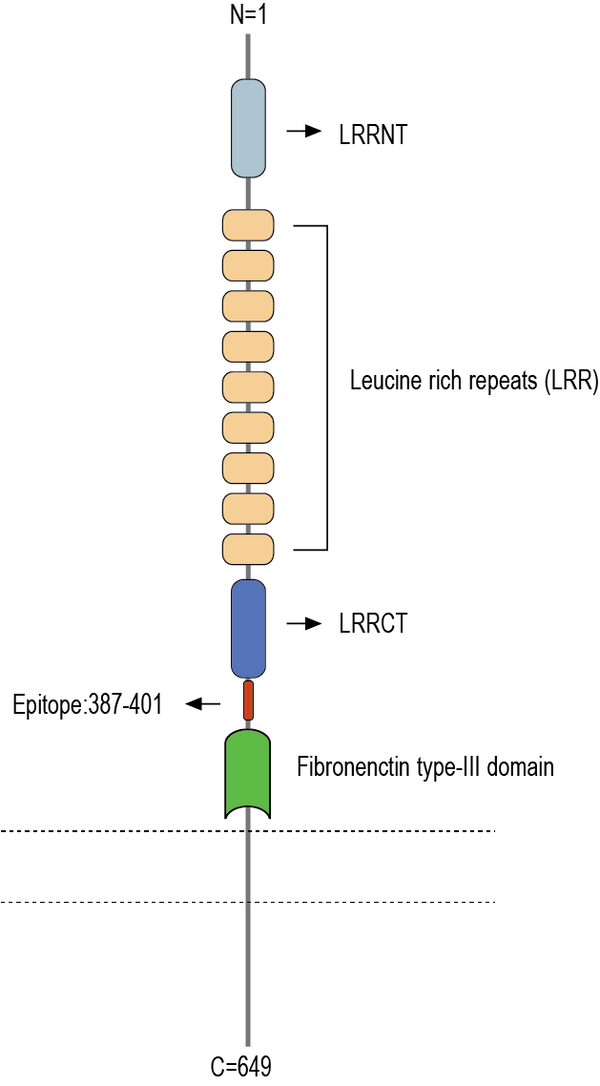 Anti-FLRT3 (extracellular) Antibody