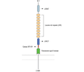 FLRT3 (extracellular) Blocking Peptide