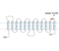 SLC19A1/RFC1 (extracellular) Blocking Peptide