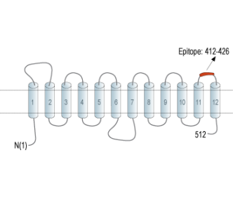 SLC19A1/RFC1 (extracellular) Blocking Peptide