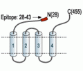GABA(A) α1 Receptor (extracellular) Blocking Peptide
