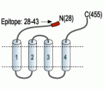 GABA(A) α1 Receptor (extracellular) Blocking Peptide