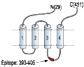 Anti-GABA(A) α2 Receptor Antibody