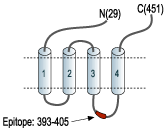 Anti-GABA(A) α2 Receptor Antibody