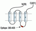GABA(A) α2 Receptor Blocking Peptide