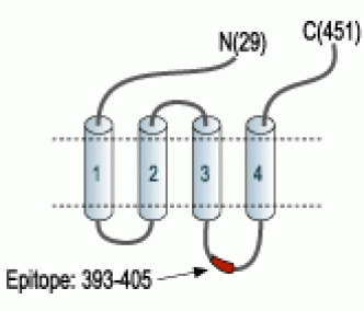 GABA(A) α2 Receptor Blocking Peptide