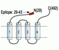 GABA(A) α3 Receptor (extracellular) Blocking Peptide