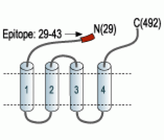 GABA(A) α3 Receptor (extracellular) Blocking Peptide
