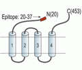 GABA(A) α6 Receptor (extracellular) Blocking Peptide