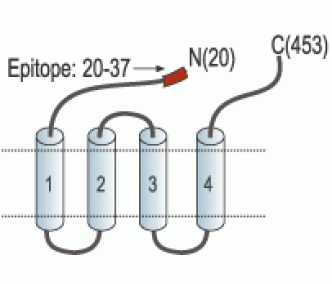GABA(A) α6 Receptor (extracellular) Blocking Peptide