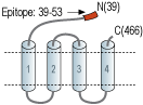 Anti-GABA(A) γ2 Receptor (extracellular) Antibody