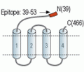 GABA(A) γ2 Receptor (extracellular) Blocking Peptide