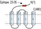 Anti-GABA(A) ρ1 Receptor (GABRR1) (extracellular) Antibody