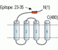 GABA(A) ρ1 Receptor/GABRR1 (extracellular) Blocking Peptide