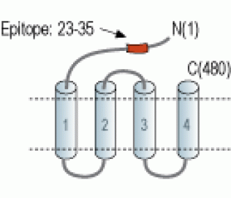 GABA(A) ρ1 Receptor/GABRR1 (extracellular) Blocking Peptide