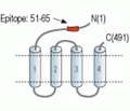 GABA(A) ρ2 Receptor/GABRR2 (extracellular) Blocking Peptide