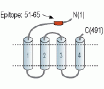GABA(A) ρ2 Receptor/GABRR2 (extracellular) Blocking Peptide