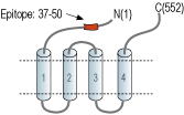 Anti-GABA(A) α4 Receptor (extracellular) Antibody