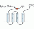 GABA(A) α4 Receptor (extracellular) Blocking Peptide