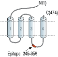 Anti-GABA(A) β1 Receptor Antibody