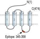 Anti-GABA(A) β1 Receptor Antibody