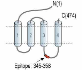 GABA(A) β1 Receptor Blocking Peptide