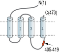 Anti-GABA(A) β2 Receptor Antibody