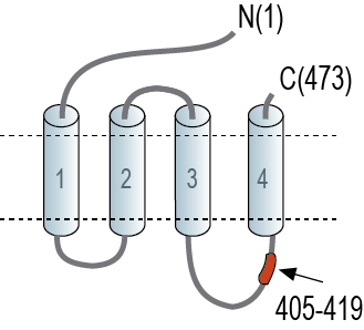 Anti-GABA(A) β2 Receptor Antibody