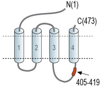 GABA(A) β2 Receptor Blocking Peptide