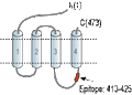 Anti-GABA(A) β3 Receptor Antibody
