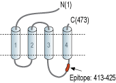 Anti-GABA(A) β3 Receptor Antibody