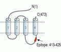 GABA(A) β3 Receptor Blocking Peptide