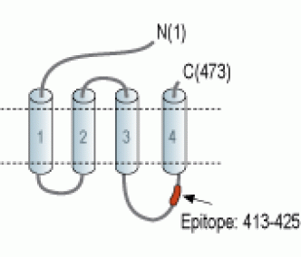 GABA(A) β3 Receptor Blocking Peptide