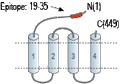 Anti-GABA(A) δ Receptor (extracellular) Antibody