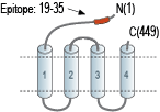 Anti-GABA(A) δ Receptor (extracellular) Antibody