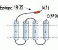 GABA(A) δ Receptor (extracellular) Blocking Peptide